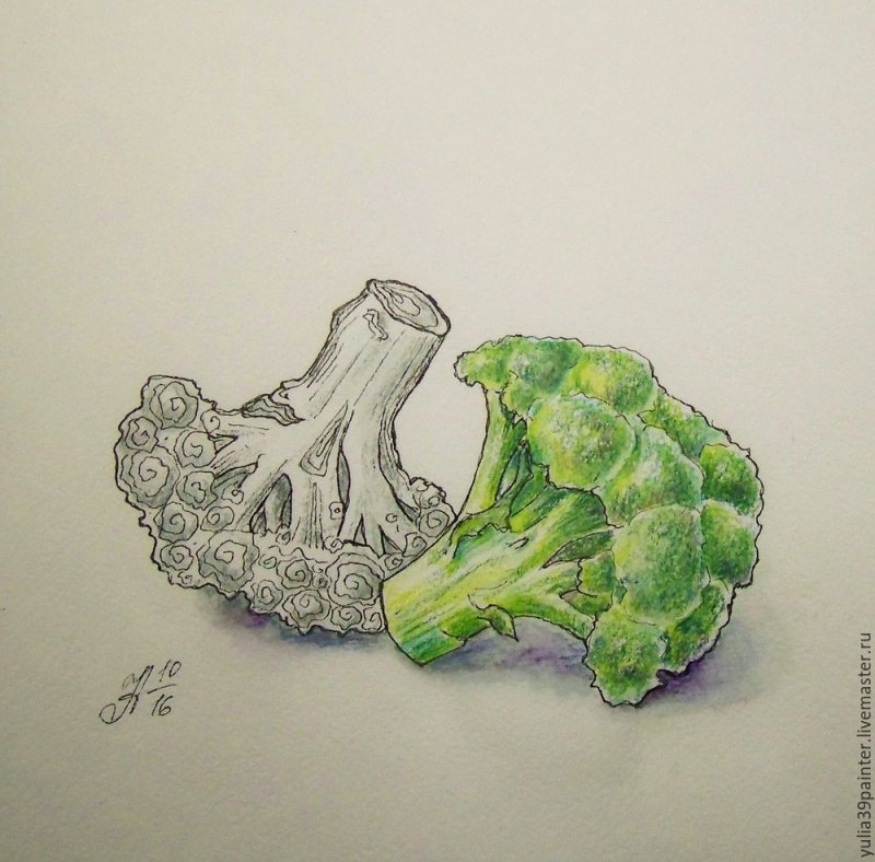 Брокколи рисунок