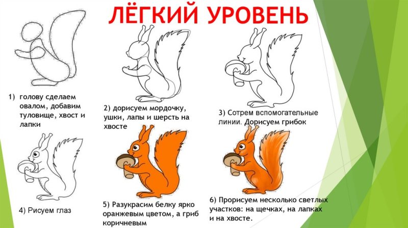Нарисовать белку