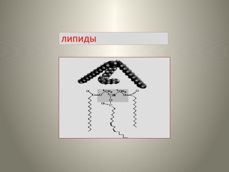 Липиды картинки биология