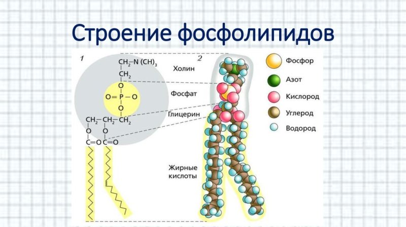 Строение гидрофильной головки фосфолипида