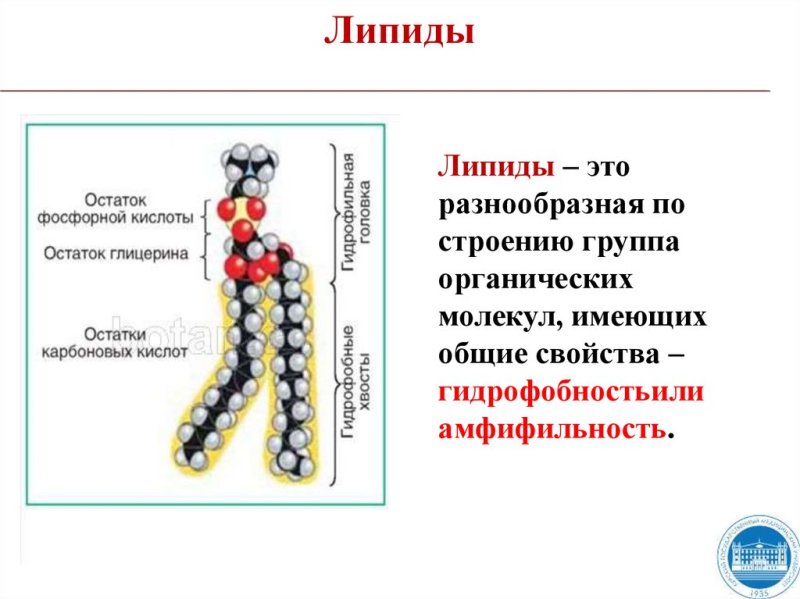 Функции липидов в организме человека