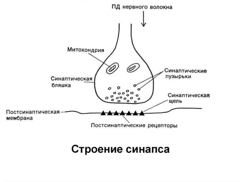 Строение нервного синапса
