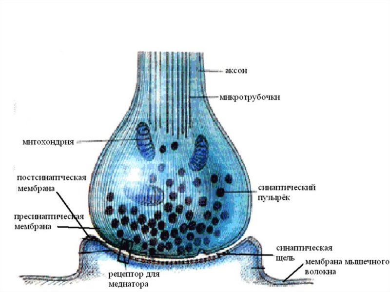Структурные элементы синапса схема