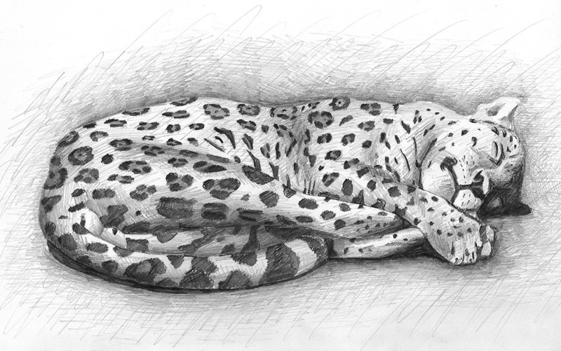 Рисунок леопарда карандашом для детей