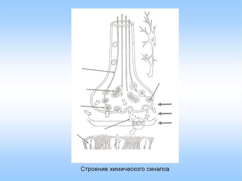 Синапсы строение химического синапса