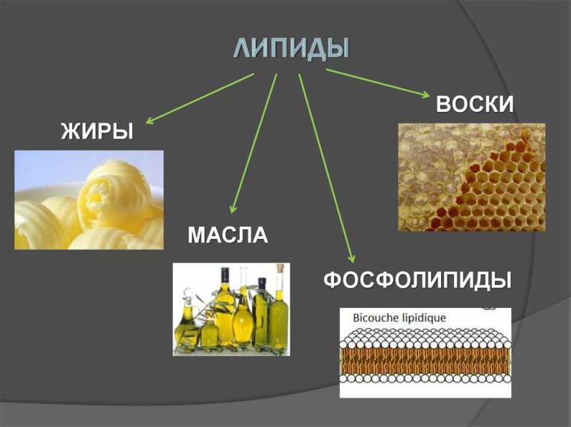 Липиды это жиры