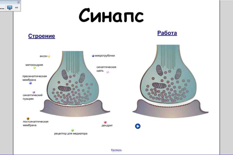 Строение химического синапса