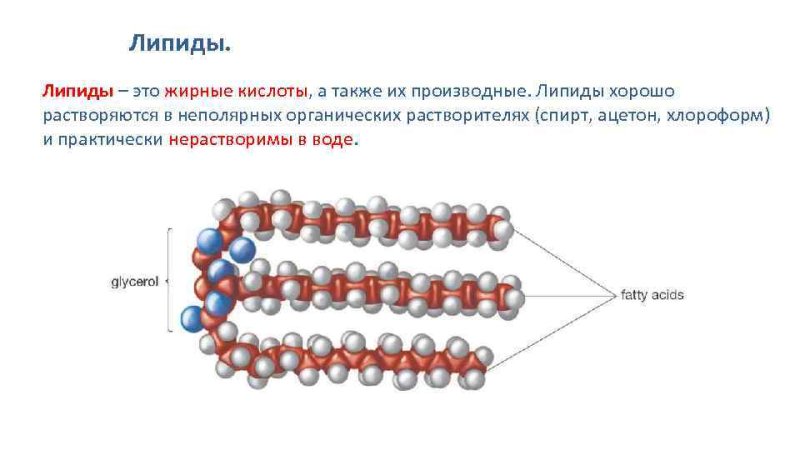 Строение нейтральных липидов