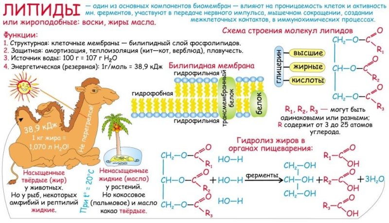 Жиры строение и функции 10 класс биология