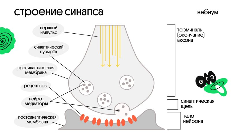 синапс строение