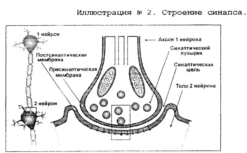 Схематическое строение синапса