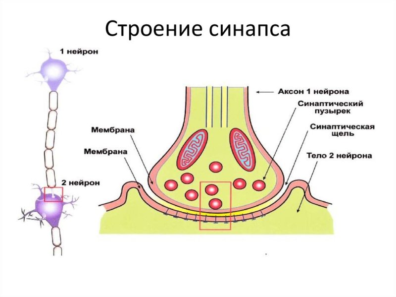 Рисунок строение нейрона и синапса