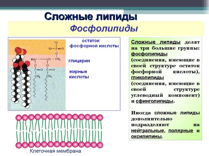 Липиды мембран сложные липиды