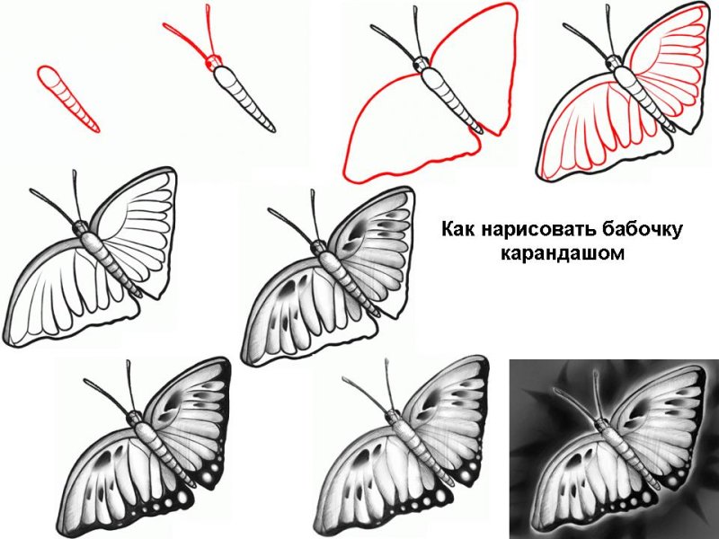 Урок рисования бабочка