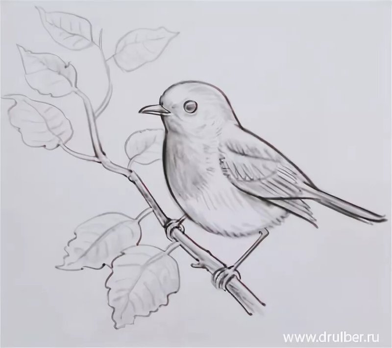 Рисунки птиц для срисовки