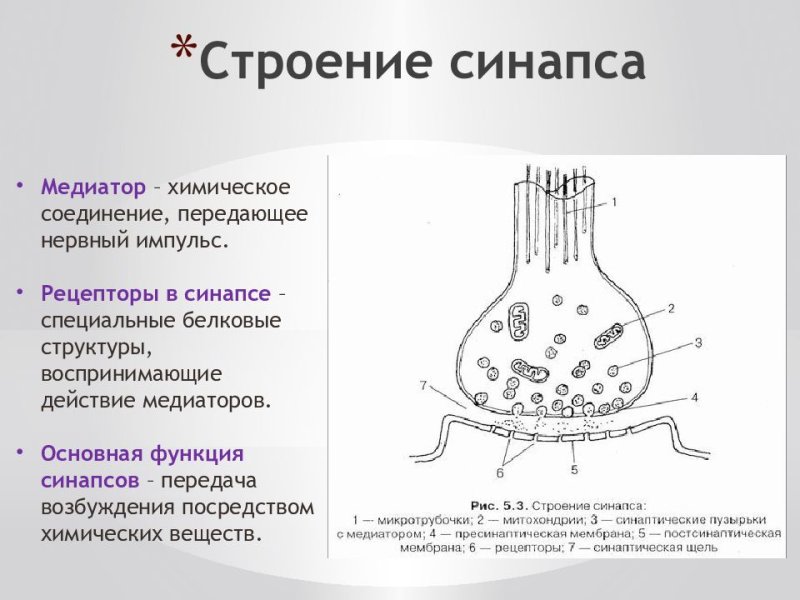 Строение химического синапса физиология