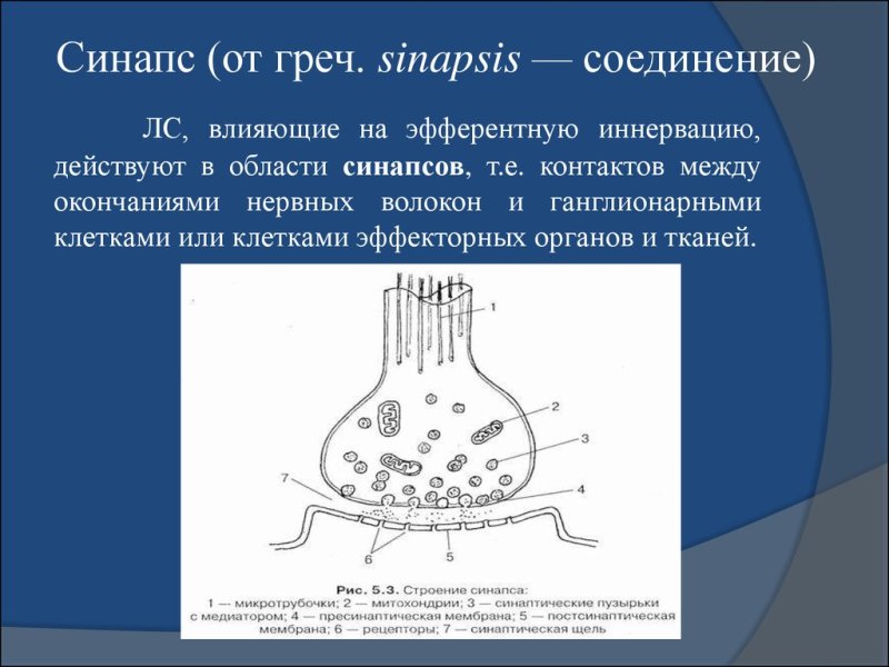 Схема строения синапса