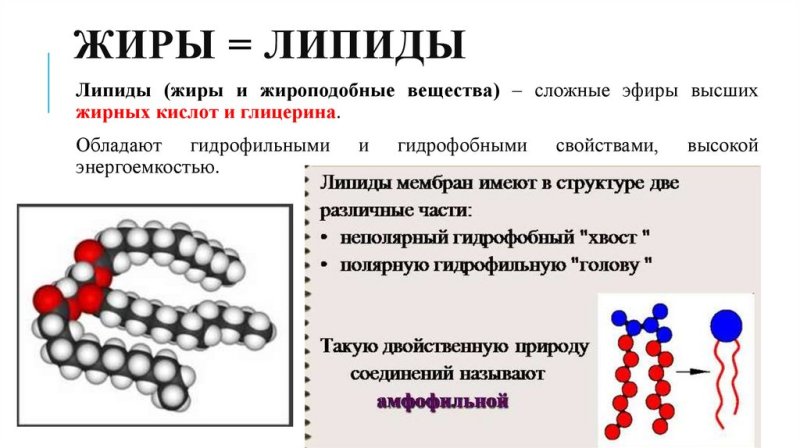 Строение простых липидов