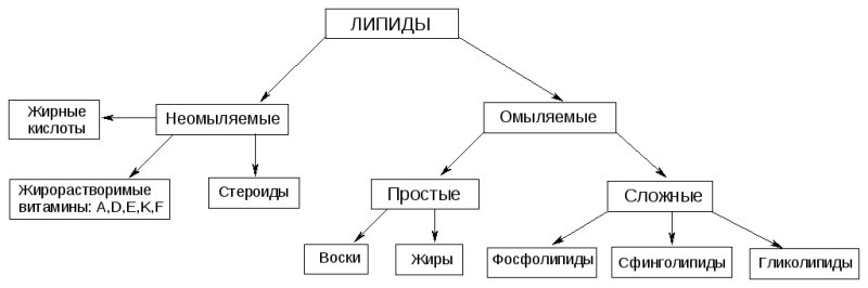 Липиды их строение и функции схема
