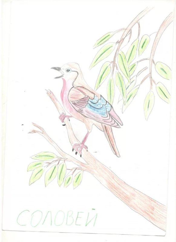 соловей перелетная птица