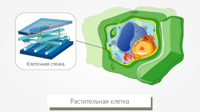 Клеточная стенка клетки растений