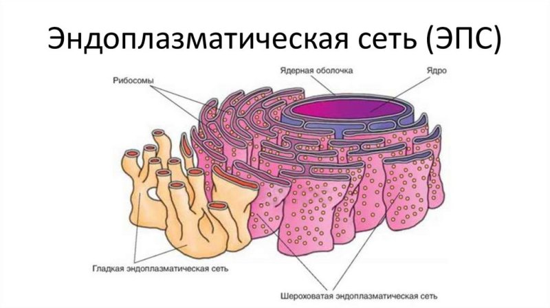 Структура эндоплазматической сети
