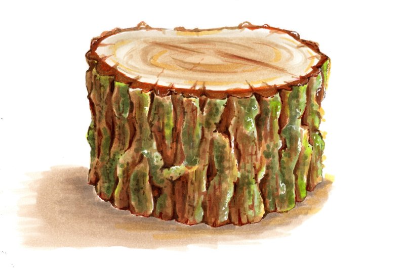 Пенёк рисунок для детей