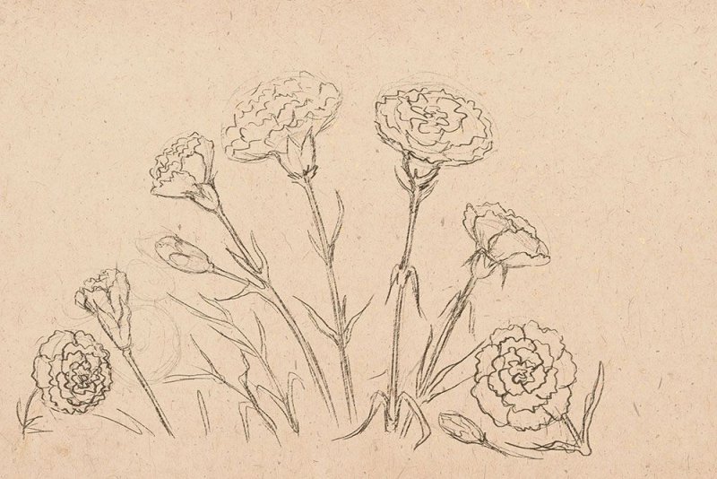 Гвоздика рисунок карандашом