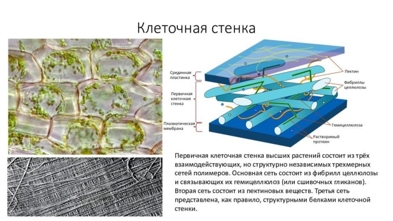Функция клеточной стенки в растительной клетке