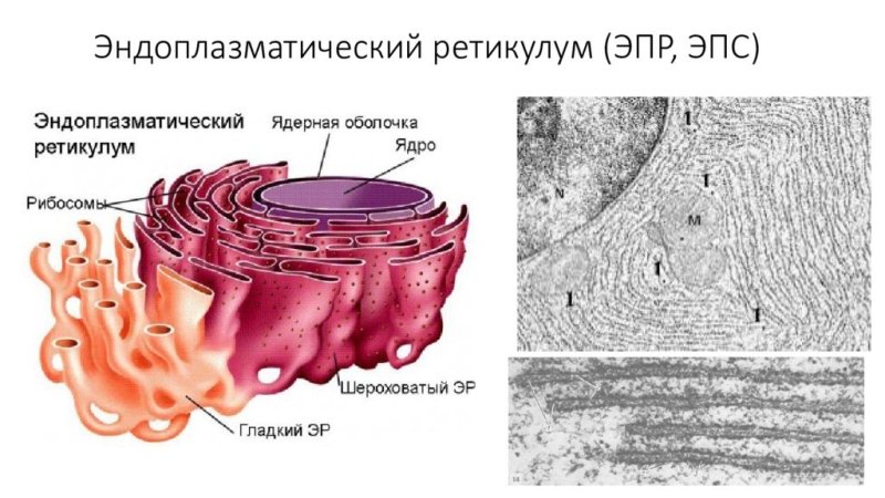 Эндоплазматическая сеть ретикулум ЭПС ЭПР