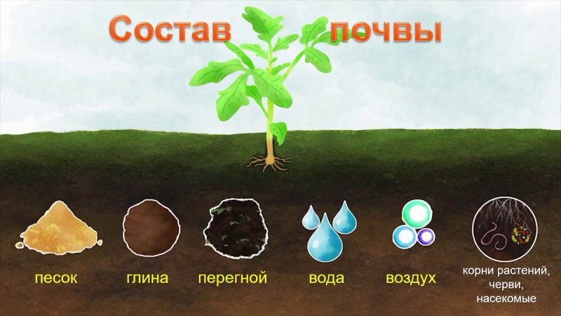 Почва рисунок