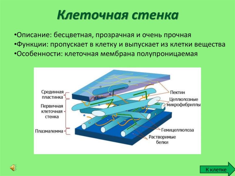 Структурные компоненты клеточной стенки