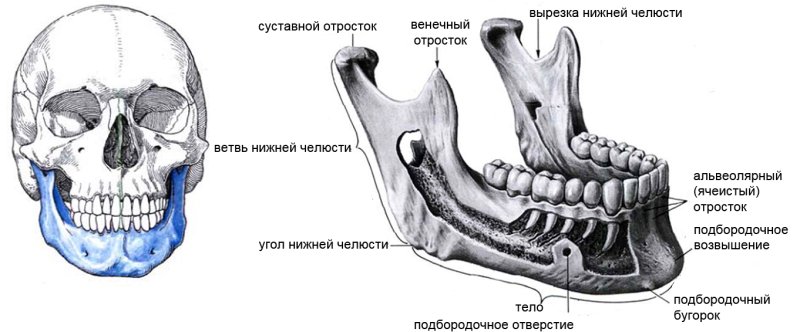 Нижняя челюсть анатомия вид сбоку
