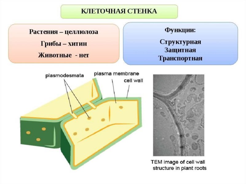 Структура и функции клеточной стенки растительных клеток