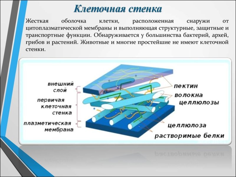 Целлюлозная клеточная стенка у растений