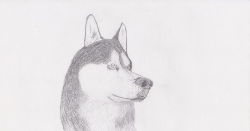 Хаски рисунок