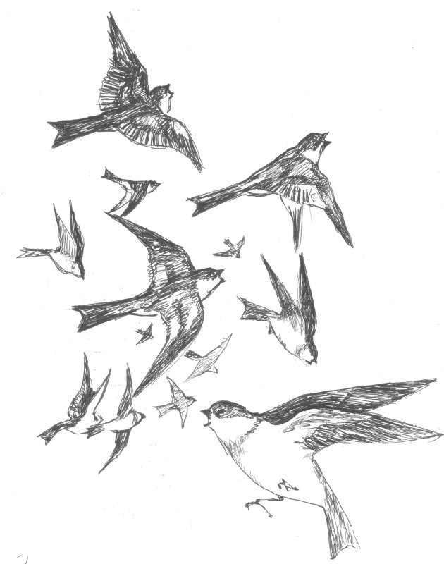 Стриж рисунок для детей