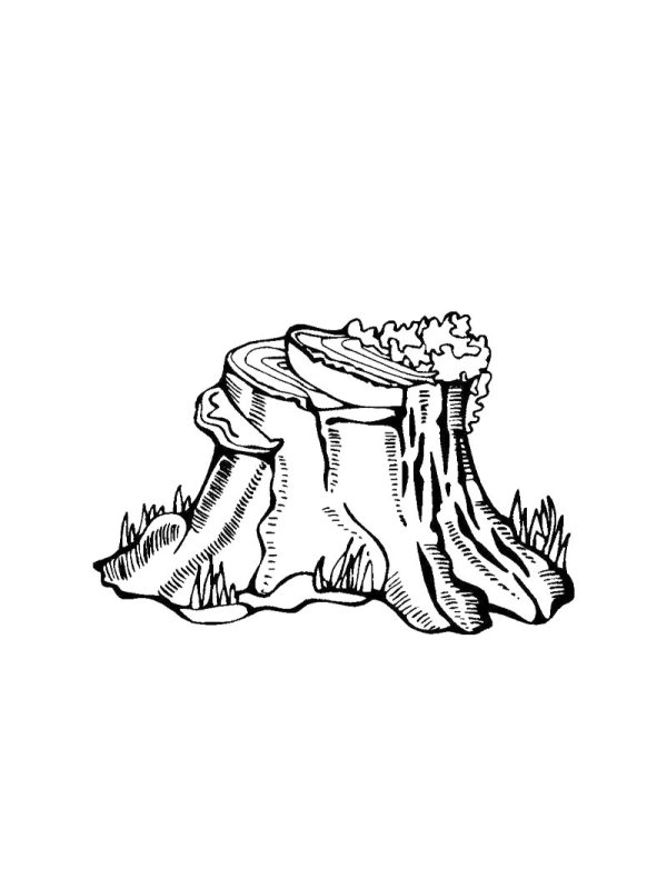 Рисунок пенька