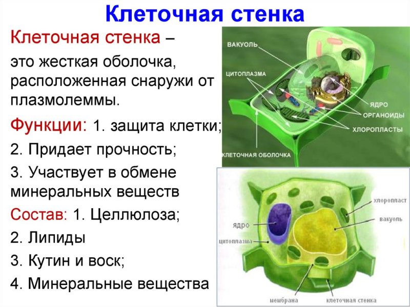 Строение целлюлозной клеточной стенки