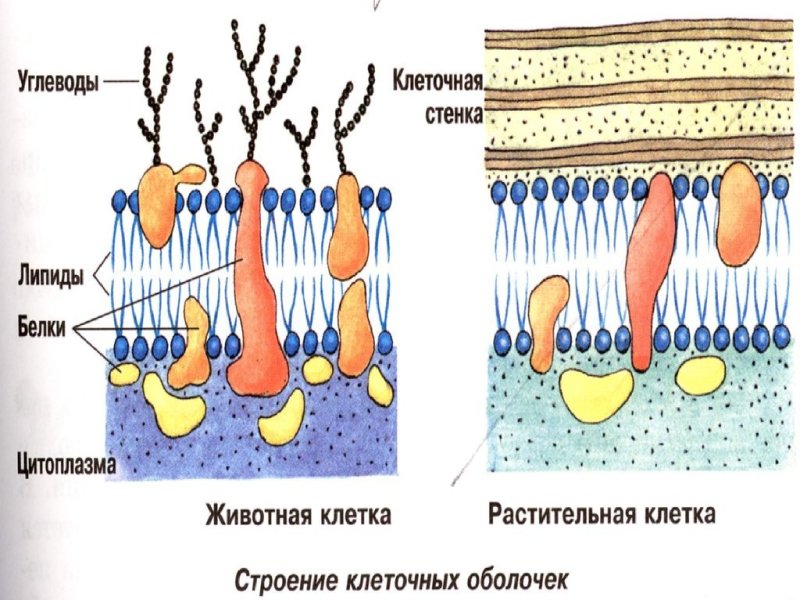 Строение клеточной стенки