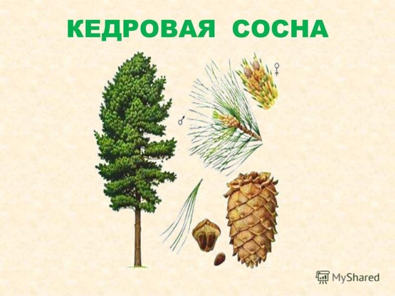 Сосга кедроваяхвоинки