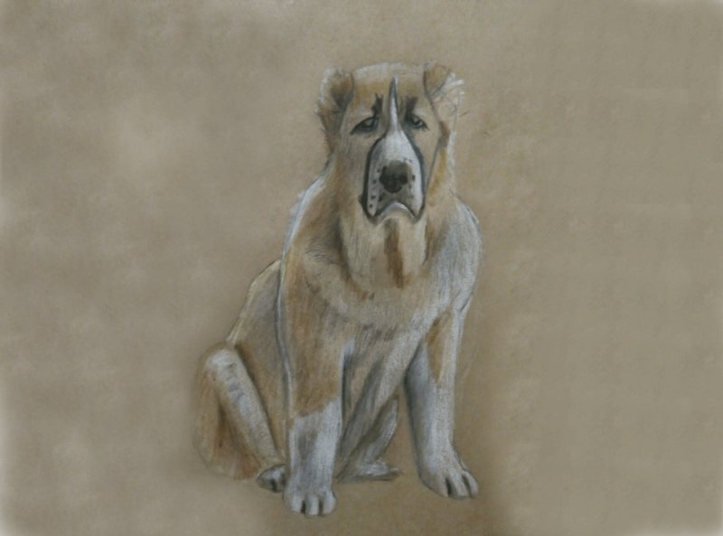 Алабай вектор