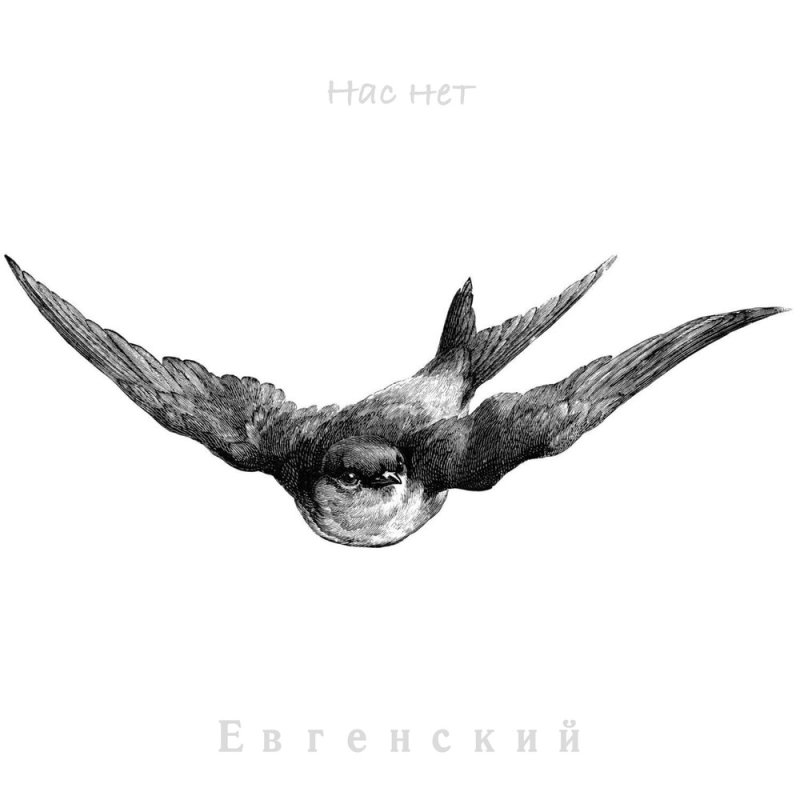 Ласточка Графика