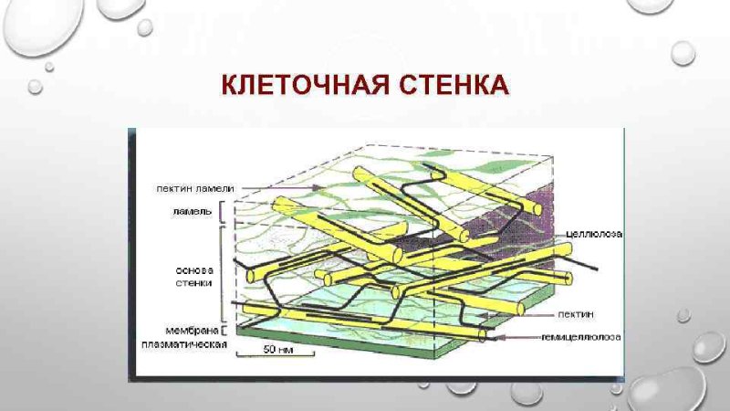 Целлюлозная клеточная стенка растительной клетки