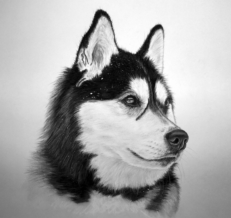 Легкие хаски