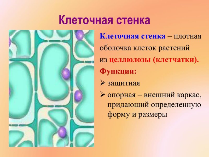 Строение целлюлозной клеточной стенки