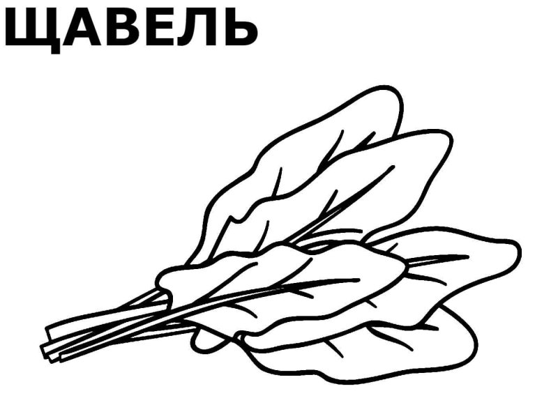 Щавель раскраска для детей