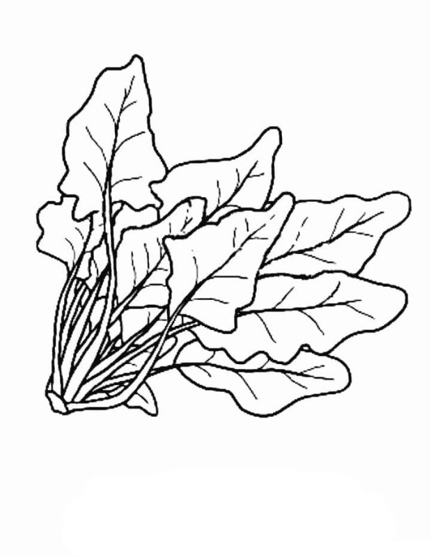 Картинка щавель раскраска