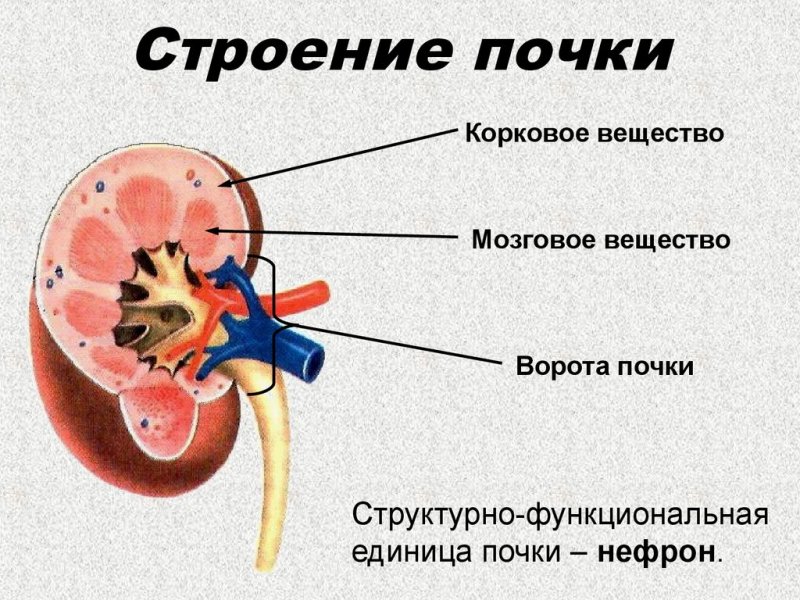 Строение почки анатомия наружного