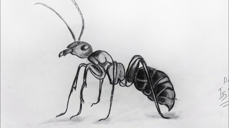 Муравей рисунок